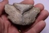 Vertebre de cétacé avec traces de prédations de megalodon