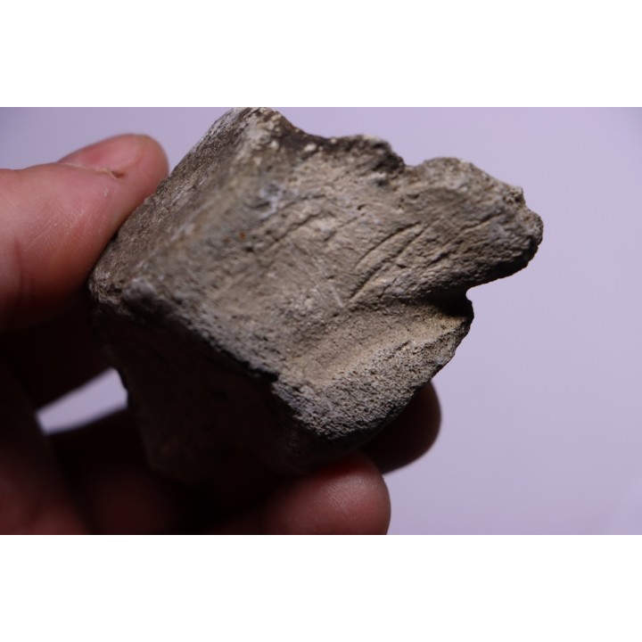 Cetacean vertebra with traces of megalodon predation