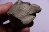 Cetacean vertebra with traces of megalodon predation