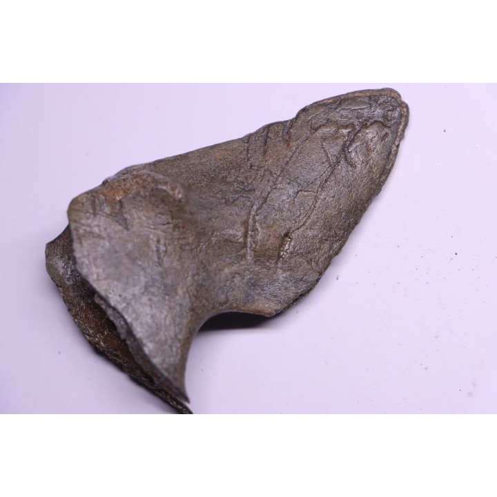 Cetacean vertebra apophysis with traces of megalodon predation