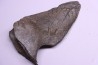 Cetacean vertebra apophysis with traces of megalodon predation