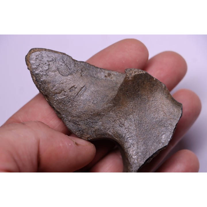 Apophyse de vertèbre de cétacé  avec traces de prédations  de megalodon