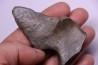 Cetacean vertebra apophysis with traces of megalodon predation
