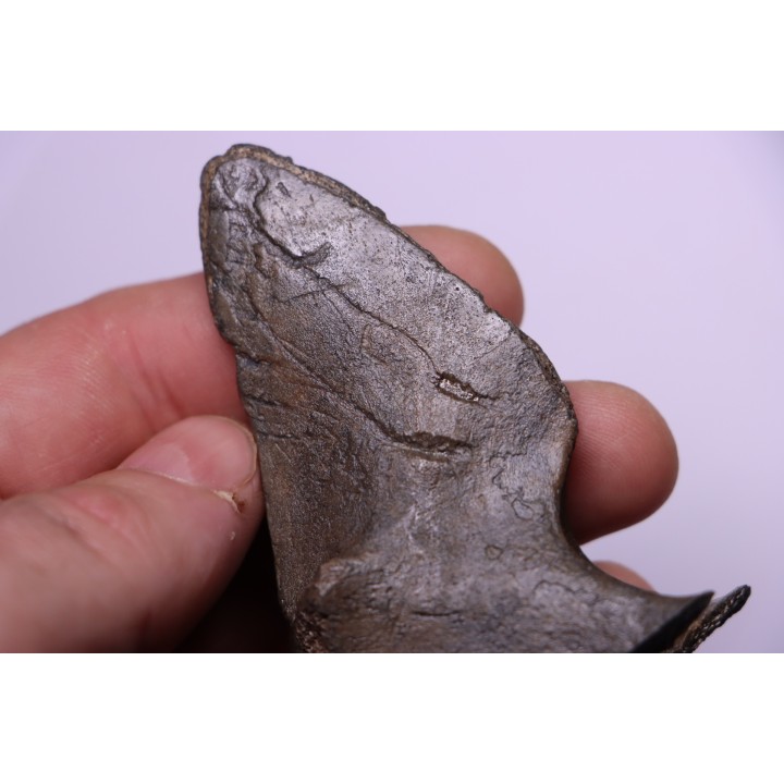 Apophyse de vertèbre de cétacé  avec traces de prédations  de megalodon
