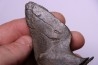 Apophyse de vertèbre de cétacé avec traces de prédations de megalodon