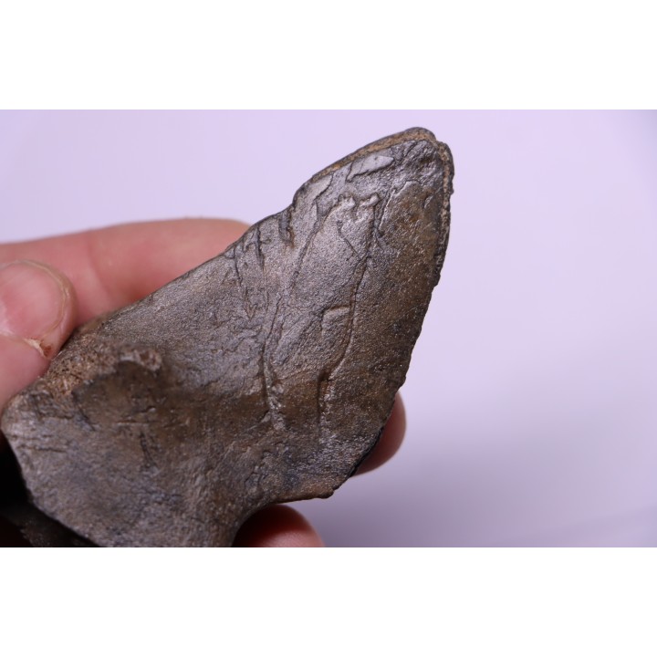 Cetacean vertebra apophysis with traces of megalodon predation