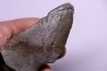Cetacean vertebra apophysis with traces of megalodon predation