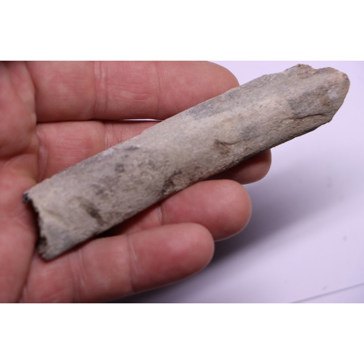 Côte de baleine avec traces de prédations  de megalodon