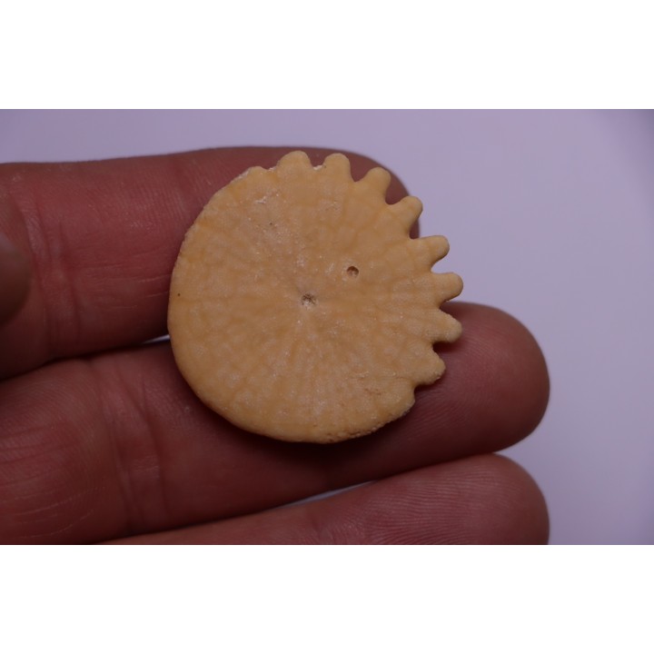 Rotuloidea fimbriata - Villafranchien - Sahara occidental - Maroc