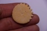 Rotuloidea fimbriata - Villafranchian - Sahara occidental - Morocco