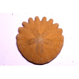 Rotuloidea fimbriata - Villafranchien - Sahara occidental - Maroc