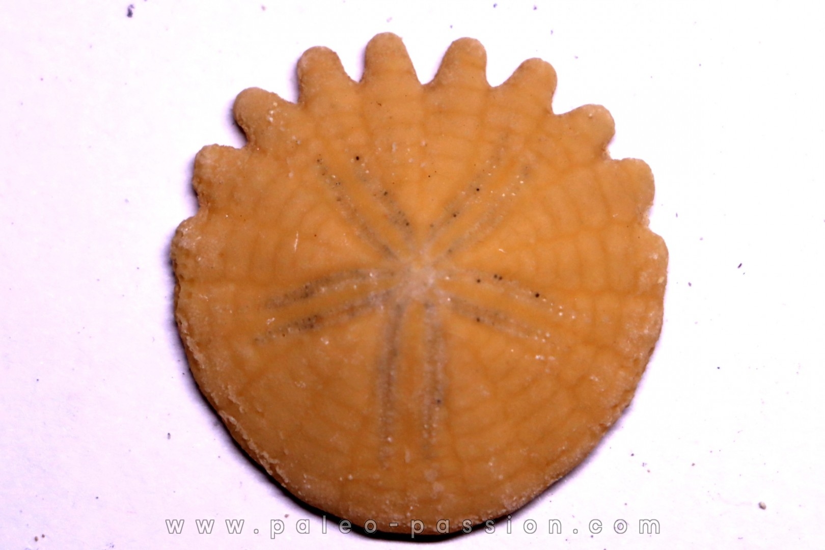 Rotuloidea fimbriata - Villafranchian - Sahara occidental - Morocco