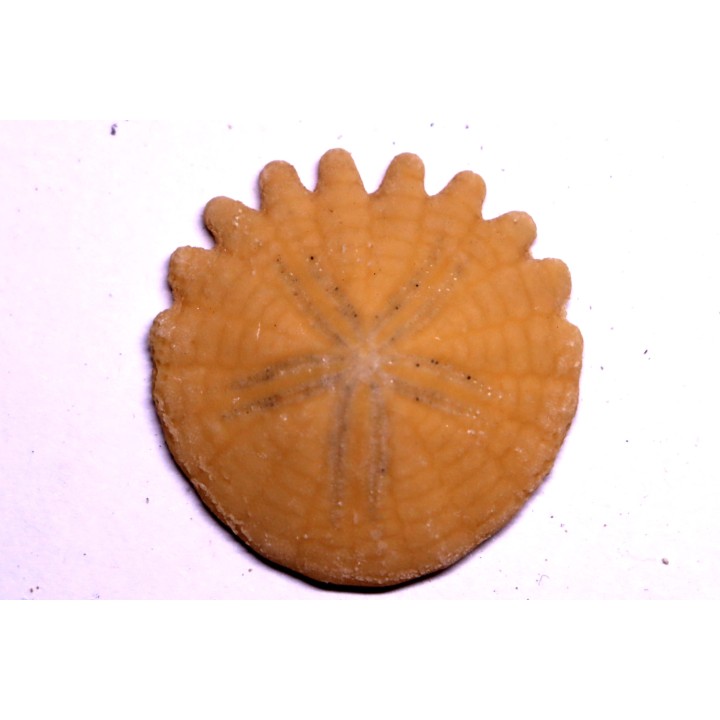 Rotuloidea fimbriata - Villafranchian - Sahara occidental - Morocco