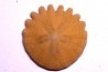 Rotuloidea fimbriata - Villafranchian - Sahara occidental - Morocco