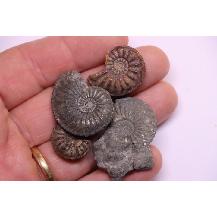 collection de 4  "amaltheus" -  domerien -  Jeandelaincourt, France