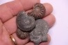 set of  4  "amaltheus" -  domerian -  Jeandelaincourt, France