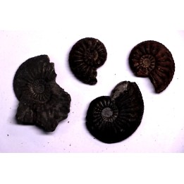 set of  4  "amaltheus" -  domerian -  Jeandelaincourt, France
