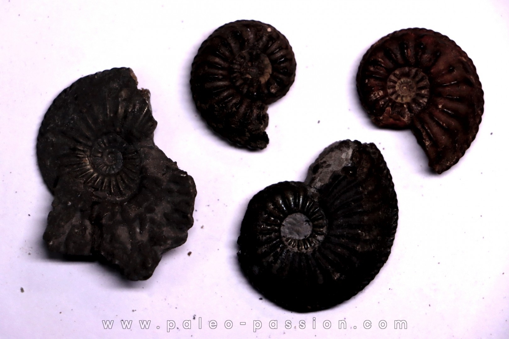 collection de 4 "amaltheus" - domerien - Jeandelaincourt, France