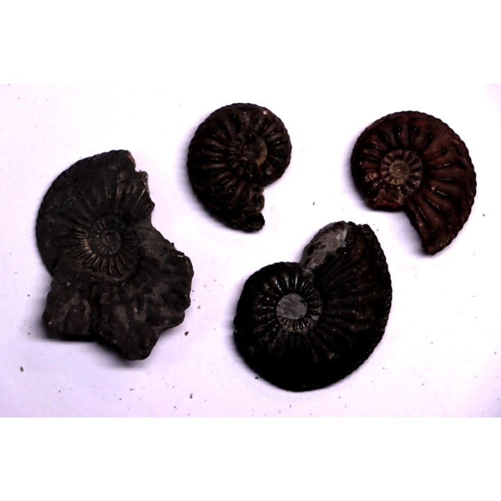 collection de 4  "amaltheus" -  domerien -  Jeandelaincourt, France
