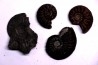 collection de 4 "amaltheus" - domerien - Jeandelaincourt, France