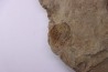 Olenellus Gilberti (Meek, 1874)  Cambrien moyen  "ruin wash"  Pioche shale formation  Lincoln county- Nevada -USA