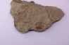 Olenellus Gilberti (Meek, 1874)  Cambrien moyen  "ruin wash"  Pioche shale formation  Lincoln county- Nevada -USA