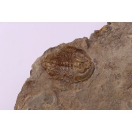 Olenellus Gilberti (Meek, 1874)  Cambrien moyen  "ruin wash"  Pioche shale formation  Lincoln county- Nevada -USA