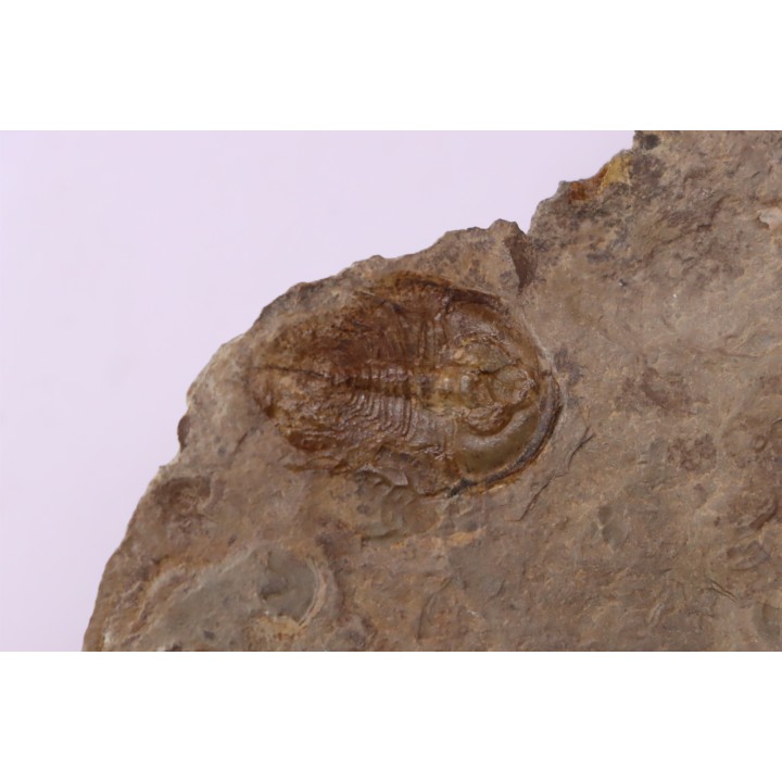 Olenellus Gilberti (Meek, 1874)  Cambrien moyen  "ruin wash"  Pioche shale formation  Lincoln county- Nevada -USA