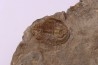 Olenellus Gilberti (Meek, 1874)  middle Cambrian  "ruin wash"  Pioche shale formation  Lincoln county- Nevada -USA