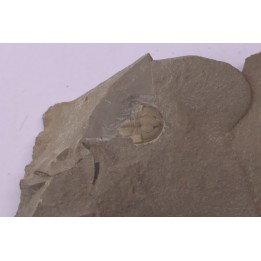 Olenellus Gilberti (Meek, 1874)  Cambrien moyen  "ruin wash"  Pioche shale formation  Lincoln county- Nevada -USA