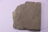 Olenellus Gilberti (Meek, 1874)  middle Cambrian  "ruin wash"  Pioche shale formation  Lincoln county- Nevada -USA