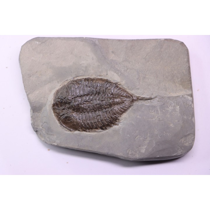 Dalmanites Limurus  Silurien  Rodchester shale  Middleport, New York