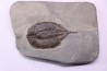 Dalmanites Limurus Silurien Rodchester shale Middleport, New York