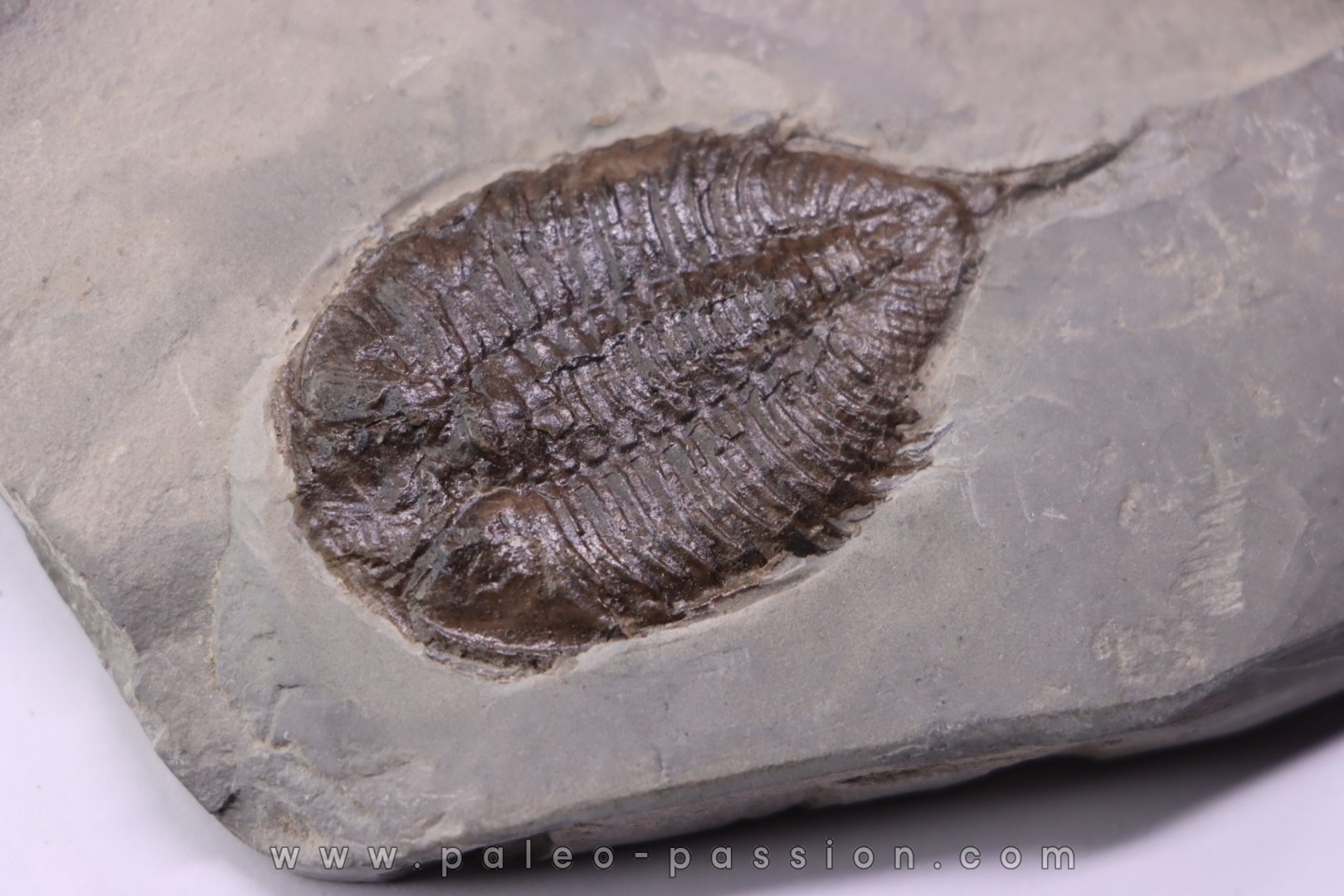 Dalmanites Limurus Silurien Rodchester shale Middleport, New York
