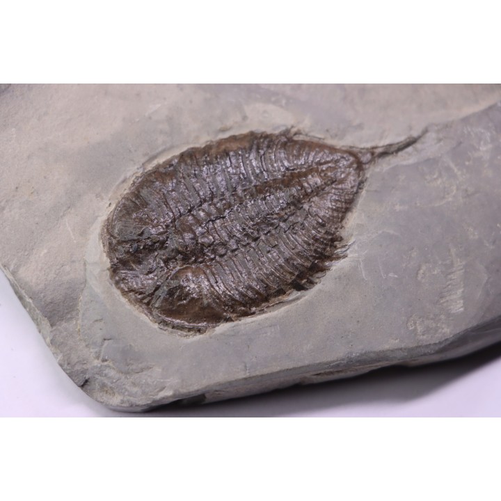 Dalmanites Limurus  Silurien  Rodchester shale  Middleport, New York