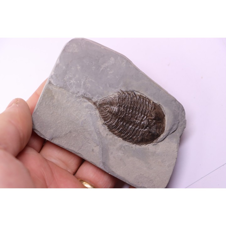 Dalmanites Limurus  Silurien  Rodchester shale  Middleport, New York