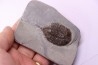 Dalmanites Limurus Silurien Rodchester shale Middleport, New York