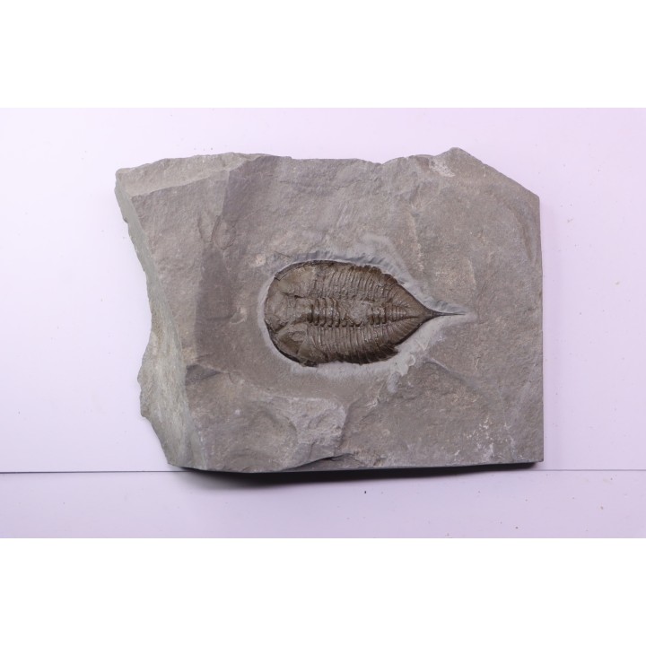 Dalmanites Limurus  Silurien  Rodchester shale  Middleport, New York