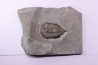 Dalmanites Limurus  Silurien  Rodchester shale  Middleport, New York