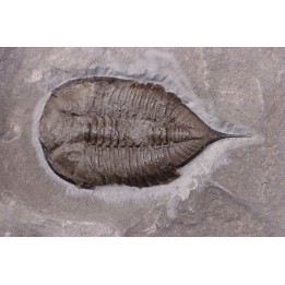 Dalmanites Limurus  Silurien  Rodchester shale  Middleport, New York