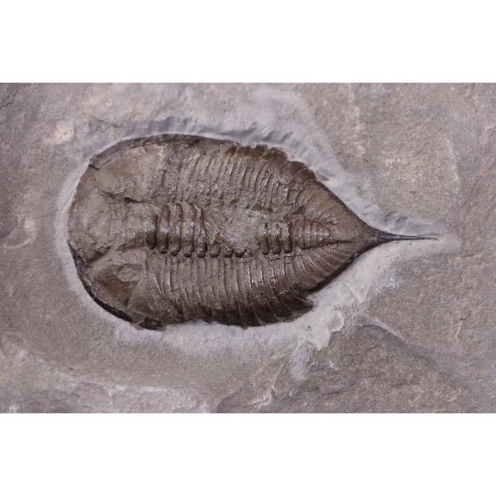 Dalmanites Limurus  Silurien  Rodchester shale  Middleport, New York