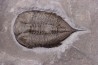 Dalmanites Limurus  Silurien  Rodchester shale  Middleport, New York