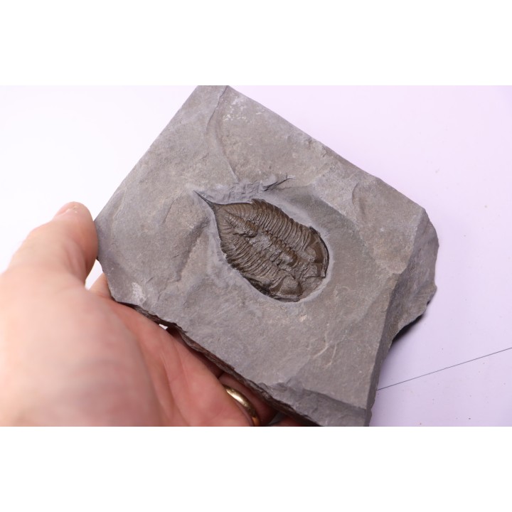Dalmanites Limurus  Silurien  Rodchester shale  Middleport, New York