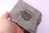 Dalmanites Limurus  Silurien  Rodchester shale  Middleport, New York