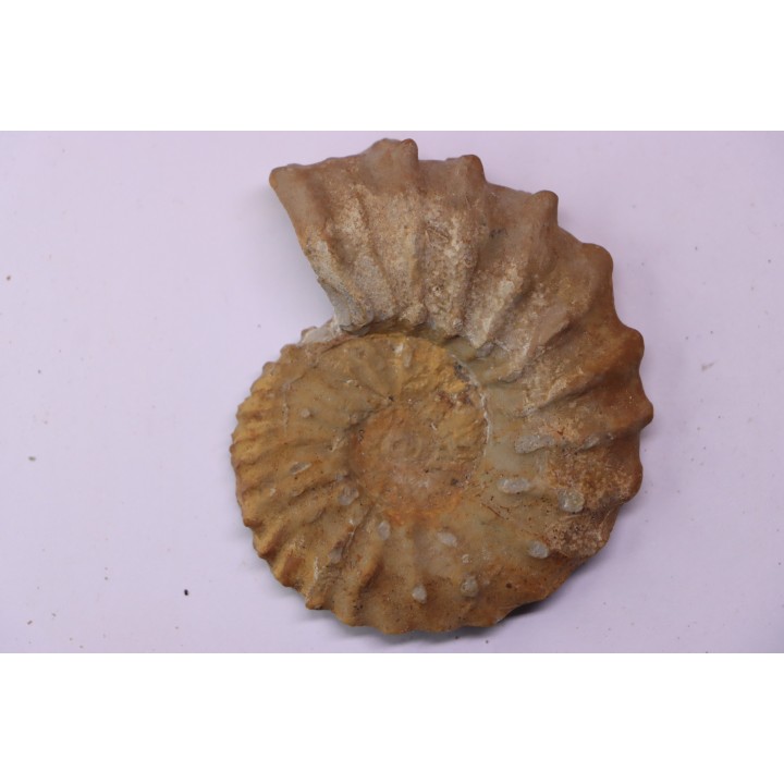Neocosmoceras sayni (Simionescu)  Berriasien  La Cadiere, 30  France