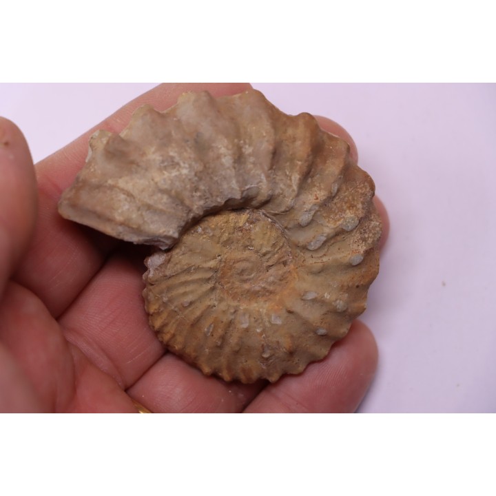 Neocosmoceras sayni (Simionescu)  Berriasien  La Cadiere, 30  France