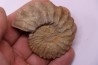 Neocosmoceras sayni (Simionescu)  Berriasien  La Cadiere, 30  France