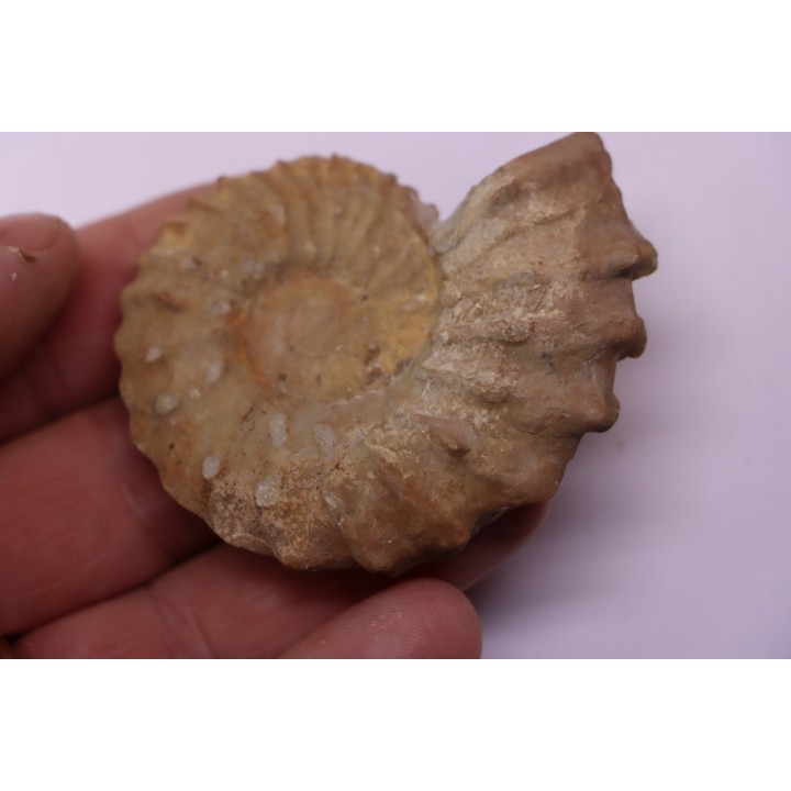 Neocosmoceras sayni (Simionescu)  Berriasien  La Cadiere, 30  France