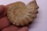 Neocosmoceras sayni (Simionescu)  Berriasien  La Cadiere, 30  France