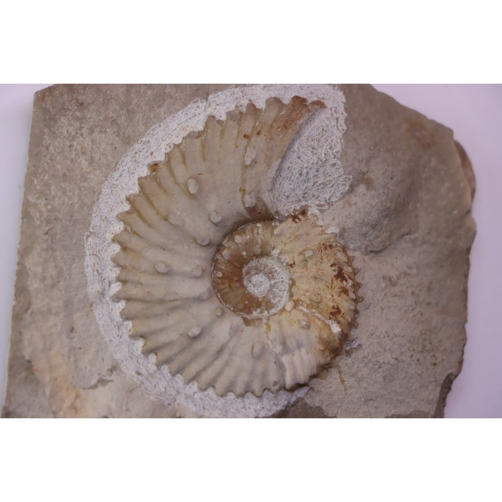 MAZENOTICERAS MALBOSIFORME  Berriasien  La Cadiere, 30 - FRANCE